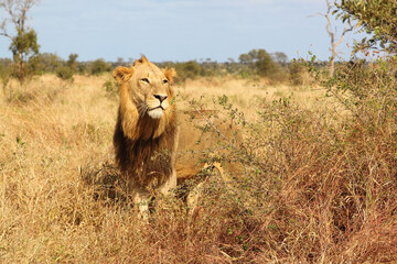 Afrikanischer Löwe / African lion / Panthera leo.