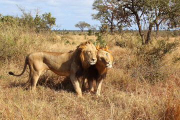 Afrikanischer Löwe / African lion / Panthera leo.