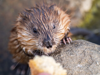 Muskrat, Ondatra zibethicuseats, eats bread from human hand.