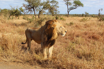 Fototapeta premium Afrikanischer Löwe / African lion / Panthera leo.