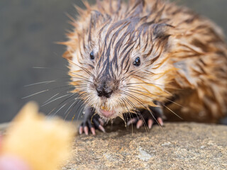 Wild animal Muskrat, Ondatra zibethicuseats, eats on the river bank