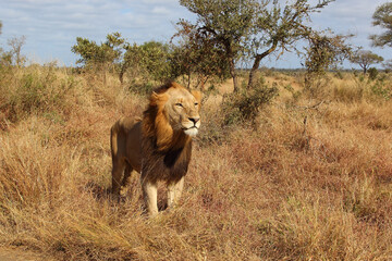 Afrikanischer Löwe / African lion / Panthera leo.