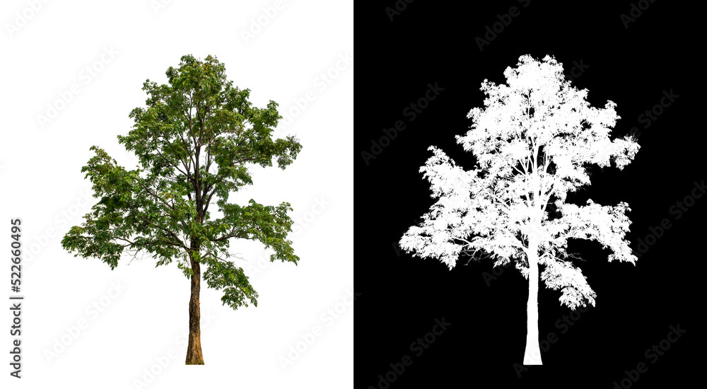 Wall mural tree on transparent picture background with clipping path, single tree with clipping path and alpha 