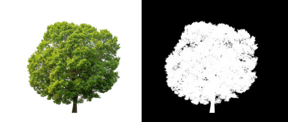 Obraz premium Tree on transparent picture background with clipping path, single tree with clipping path and alpha channel on black background