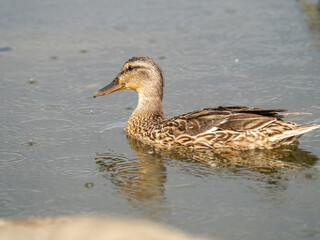 Obraz premium Mallard female Duck swims in the pond in the rain.