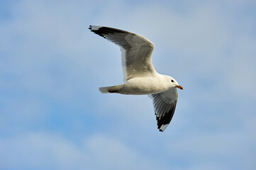 a seagull soaring in a blue sky with clouds