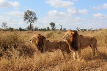 Afrikanischer Löwe / African lion / Panthera leo.