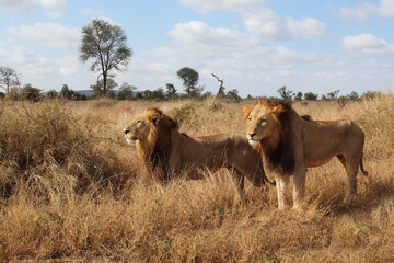 Afrikanischer Löwe / African lion / Panthera leo.