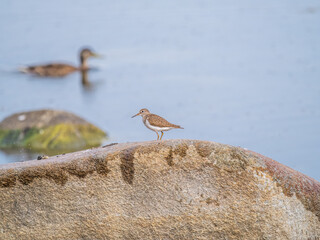 Common sandpiper, Actitis hypoleucos, resting lake shore under raindrops.