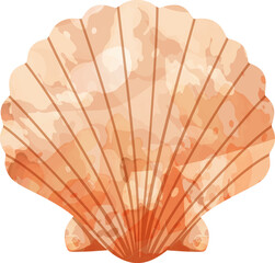 Shell Illustration
