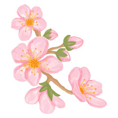 Watercolor sakura flower, Pink flora clipart.