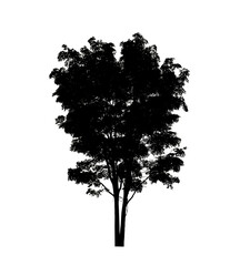 Tree silhouette for brush on white background.