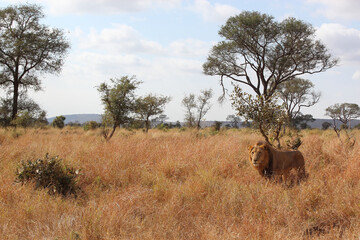 Afrikanischer Löwe / African lion / Panthera leo.