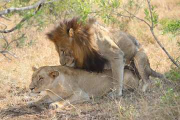 Afrikanischer Löwe / African lion / Panthera leo..