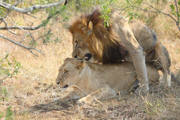 Afrikanischer Löwe / African lion / Panthera leo..