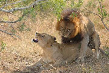 Afrikanischer Löwe / African lion / Panthera leo..