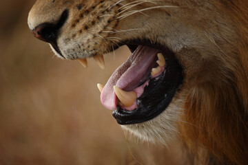 Afrikanischer Löwe / African lion / Panthera leo...