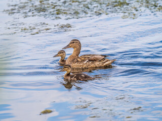 A family of ducks, a duck and its little ducklings are swimming in the water. The duck takes care of its newborn ducklings. Mallard, lat. Anas platyrhynchos