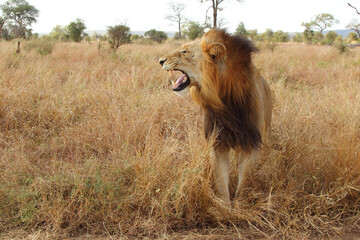 Afrikanischer Löwe / African lion / Panthera leo...