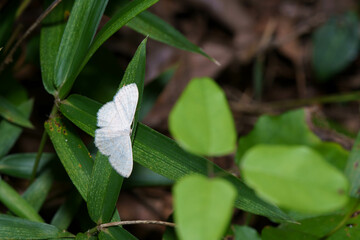 Obraz premium 森で見つけた昆虫