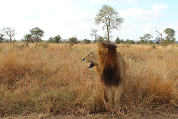 Fototapeta na wymiar Afrikanischer Löwe / African lion / Panthera leo...