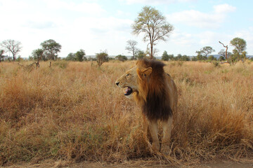 Afrikanischer Löwe / African lion / Panthera leo...