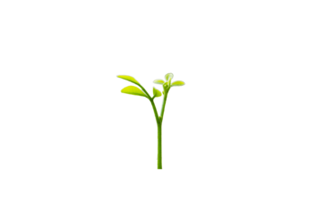 plant isolated on white