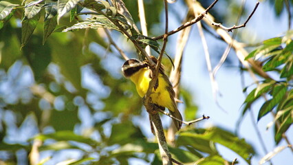 Social flycatcher (Myiozetetes similis) perched in a tree on a farm in the Intag Valley, outside of Apuela, Ecuador