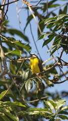 Social flycatcher (Myiozetetes similis) perched in a tree on a farm in the Intag Valley, outside of Apuela, Ecuador