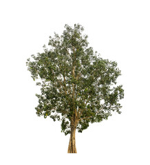 Tree that are isolated on a white background are suitable for both printing and web pages