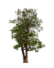 Tree that are isolated on a white background are suitable for both printing and web pages