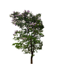 Tree that are isolated on a white background are suitable for both printing and web pages