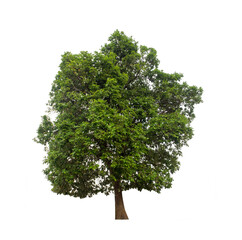 Obraz premium Tree that are isolated on a white background are suitable for both printing and web pages