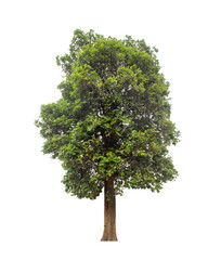 Tree that are isolated on a white background are suitable for both printing and web pages
