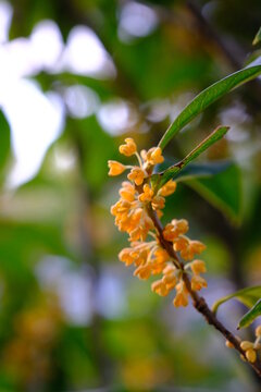 金木犀 Images Browse 1 071 Stock Photos Vectors And Video Adobe Stock