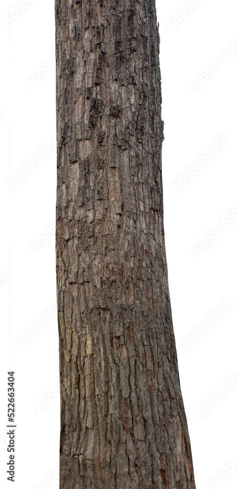 Aufkleber trunk of a tree isolated on white background