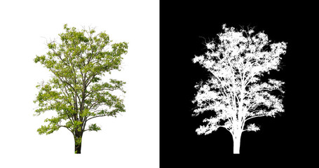 Tree on transparent picture background with clipping path, single tree with clipping path and alpha...