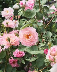 pink roses in a garden