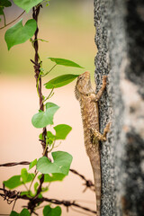 Fototapeta premium Indian Garden lizard in stone fence