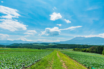 Fototapeta premium 遠くに見える浅間山と嬬恋高原のキャベツ畑