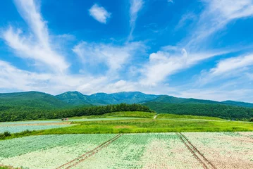 Foto op Canvas 嬬恋高原の刈り取られたキャベツ畑 © Miyuki Motomura