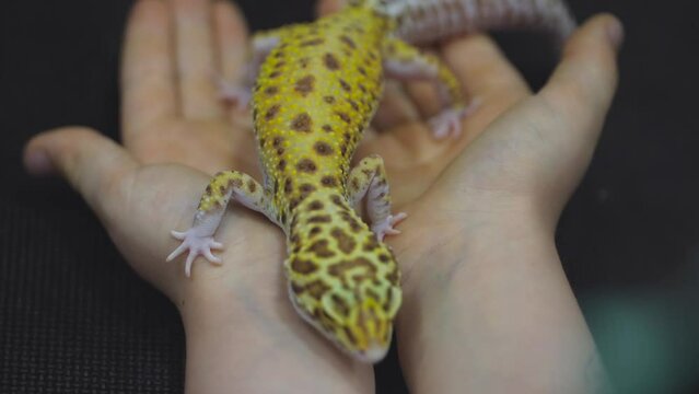 Revival of a gecko leopard lizard resting post surgery on tiny hands