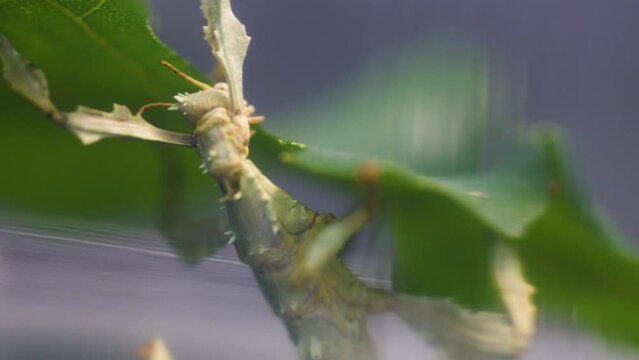 Uncomforting rare pet horned mantis feasting on leaves as fodder