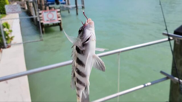 Sheepshead Fish On Red Hook Dangles and Flops after Caught by Fisherman in Ocean Water. Angler Preps Fresh Catch for Seafood or Release in Florida. Closeup