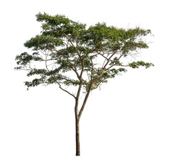 Tree that are isolated on a white background are suitable for both printing and web pages