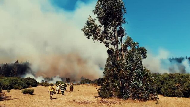 A wild fire forest during summer.