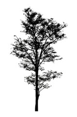 Obraz premium Tree silhouette for brush on white background.