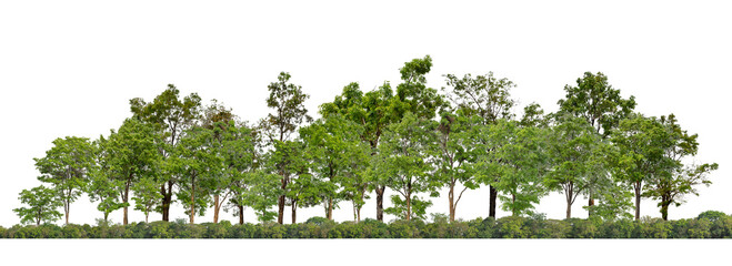 Green Trees isolated on white background.are Forest and foliage in summer for both printing and web...