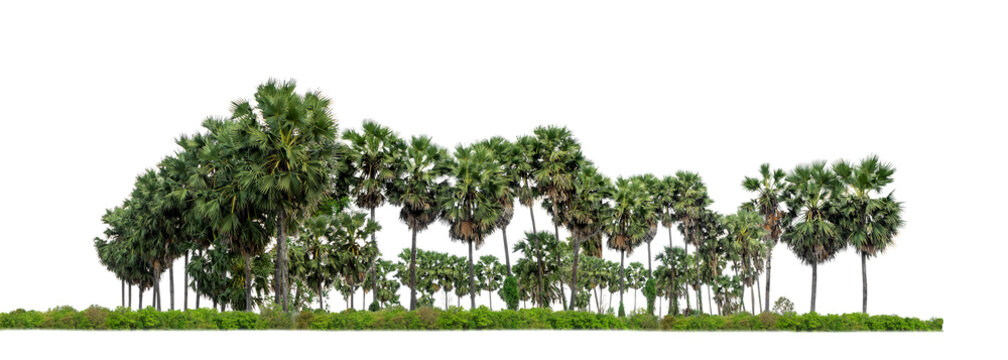 Palm tree group. High resolution Palm tree landscape isolated  on white picture background with clipping path and alpha channel