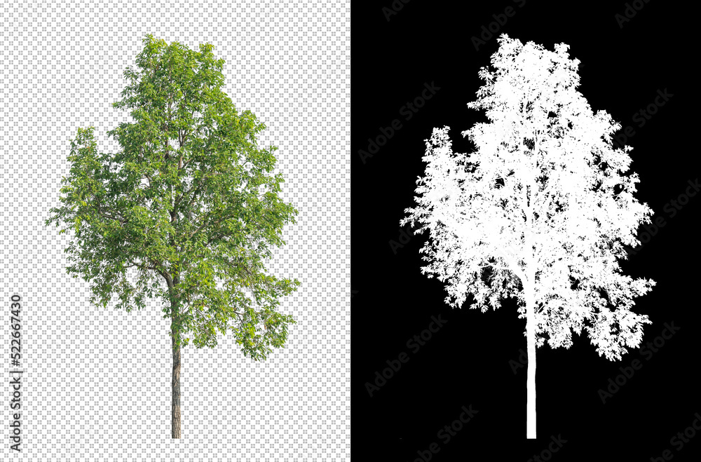 Fototapete Tree on transparent picture background with clipping path, single tree with clipping path and alpha channel on black background